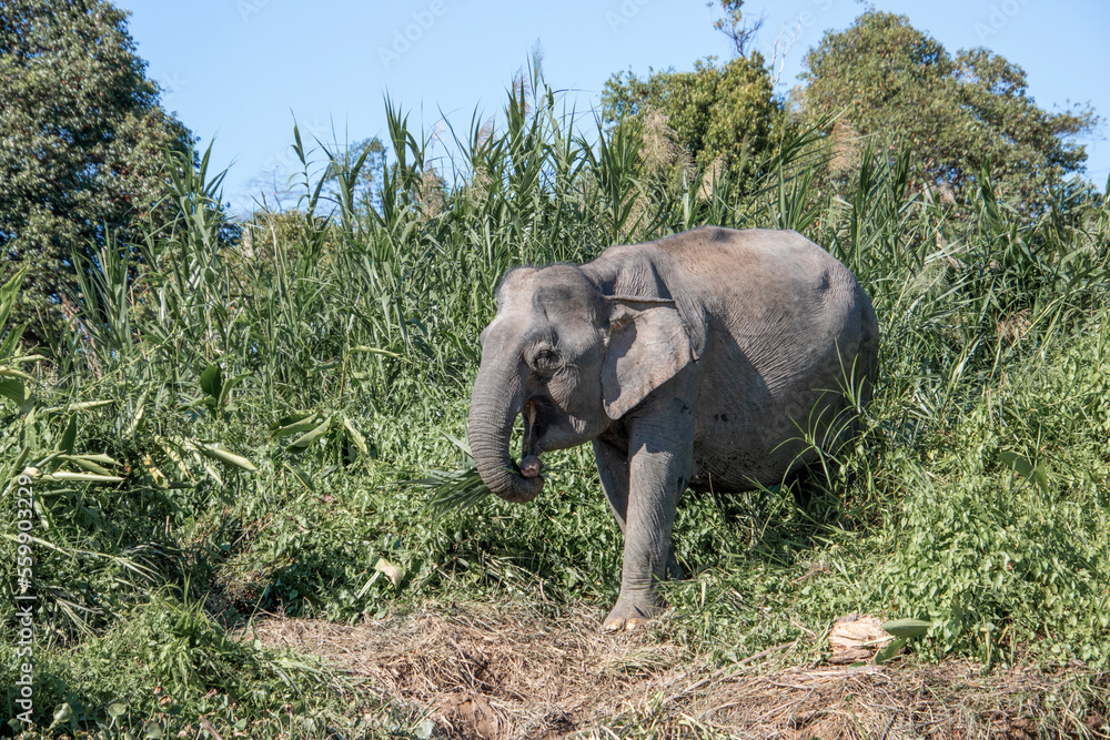 Endangered pygmy elephant small elephant species from Borneo