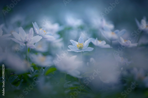 Kwiaty leśne w sezonie wiosennym. Łąka z białymi zawilcami. Las z kwitnącymi zawilcami. Białe zawilce gajowego. Świeże kwiaty. Temat kwiatowy.	