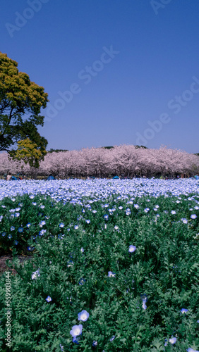 Field of blue flowers with sakura trees in the background, field of blue flowers with cherry trees in the background, Japanese garden, garden in full bloom, forest of cherry trees, cherry tree park