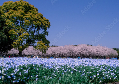 Field of blue flowers with sakura trees in the background, field of blue flowers with cherry trees in the background, Japanese garden, garden in full bloom, forest of cherry trees, cherry tree park