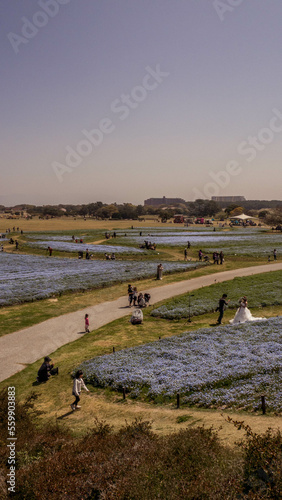 busy field of blue flowers