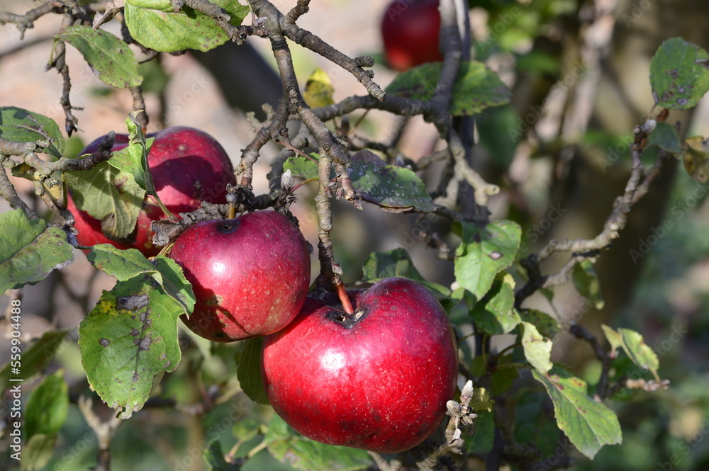 Bitter rot also known as monilia or moniliosis of red apple on the branch with blurred background in autumn garden Bitter rot also known as monilia or moniliosis of red apple on the branch with blurred background in autumn garden