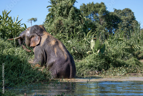 Endangered pygmy elephant small elephant species from Borneo photo