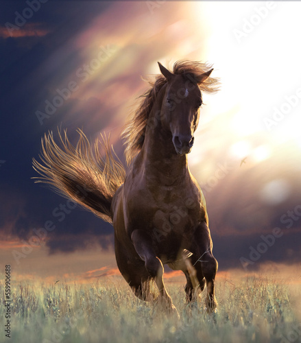 Brown horse galloping forward on the sunset backgrond photo