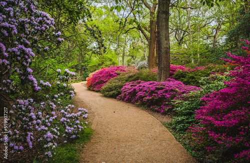 View of footpath in park with colorful blooming azalea  bushes on both sides; trees in background