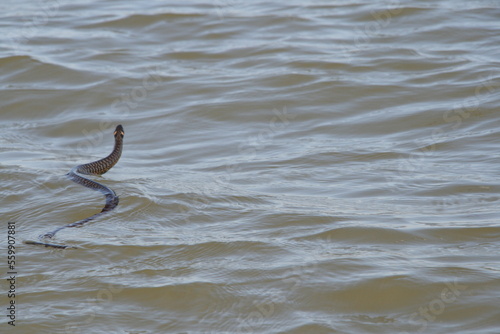 Donaudelta - Wasserschlange