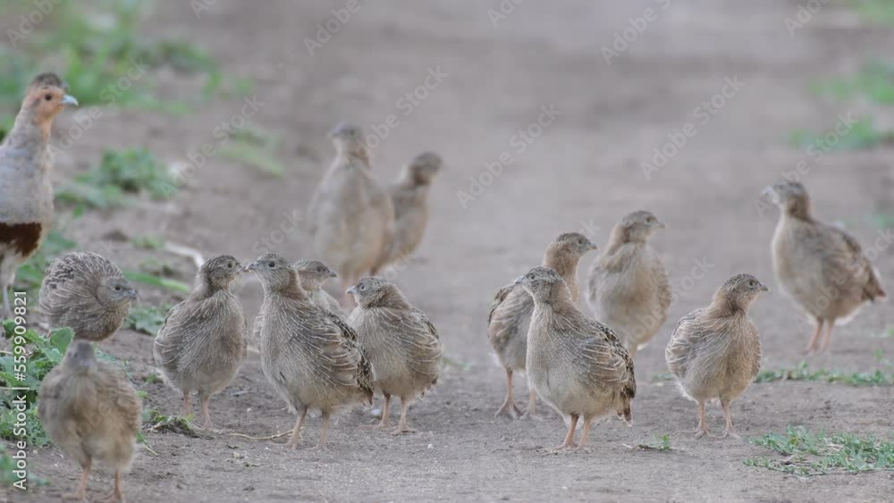 Partridge. Warm colors nature background. Grey Partridge. Perdix perdix. Close up. Partridge. Warm colors nature background. Grey Partridge. Perdix perdix. Close up.
