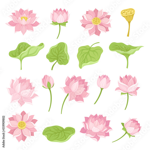 Beautiful Pink Waterlily or Lotus Flower Big Vector Set