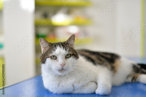 Adult cat on a veterinary table