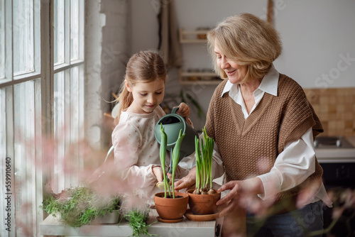 An elderly woman grandmother and a little girl granddaughter take care of and plant potted plants inside the house, do gardening in the spring for Earth Day