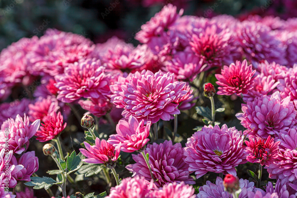 beautiful chrysanthemum flower bushes pink colors beautiful chrysanthemum flower bushes pink colors