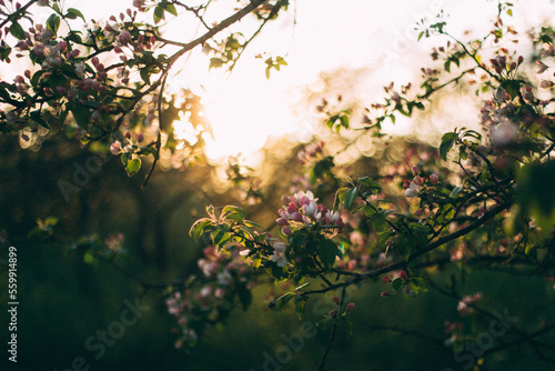 Apple blossom in sunset with green foliage