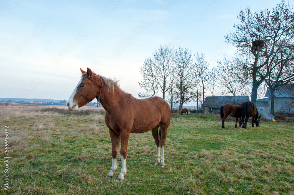 wild horse on a large meadow with beautiful scenery of blue sky and quiet at sunrise wild horse on a large meadow with beautiful scenery of blue sky and quiet at sunrise