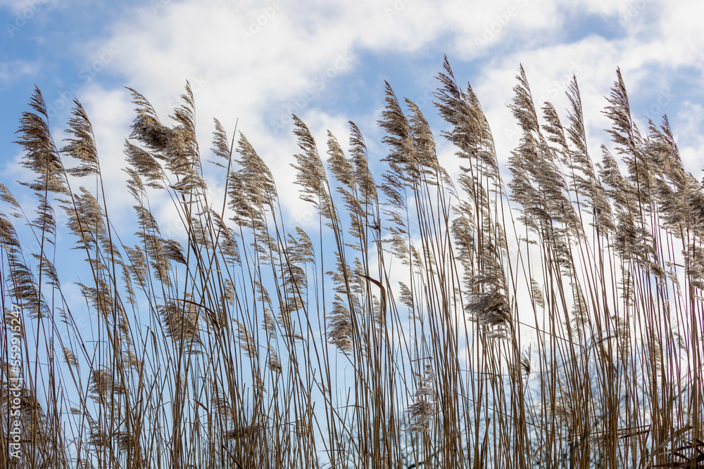Fototapeta premium Selective focus of dried common reed plants or water reeds in winter, The grass-like plants of wetlands and growing in the estuary of the lake shore under blue sky, Nature background.