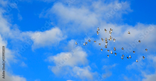 Photography Flock of birds flying in the blue sky with clouds