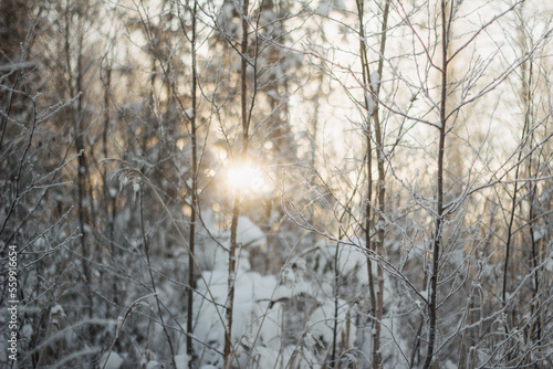 Winter sunlight shining through branches in forest © Laima
