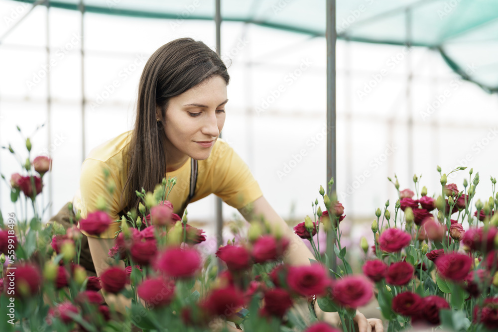 Young florist in apron working in greenhouse. Cheerful woman working with flowers, inspecting them for sale.