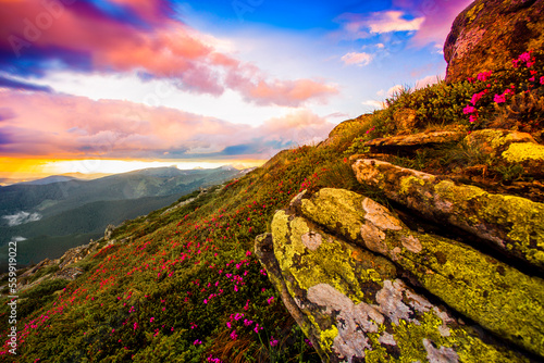blooming pink rhododendron flowers, amazing panoramic nature scenery...exclusive - this image is sold only on adobe stock