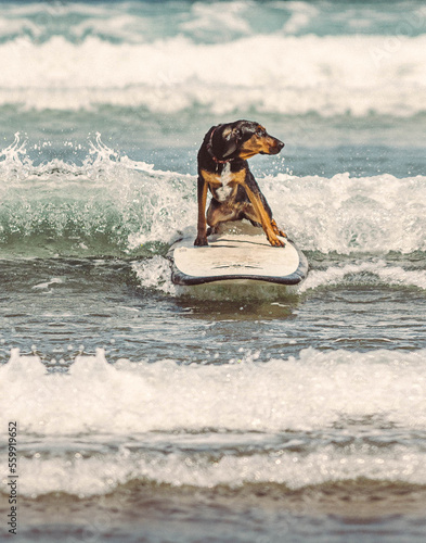 Dog surfing a big wave on the beach