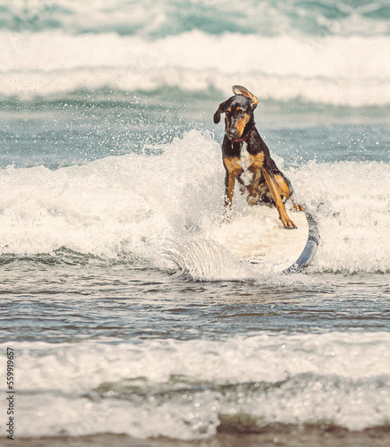 Surf is for pets