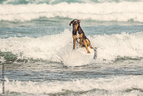 Dog surfing a wave foam on the beach