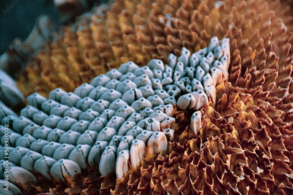 Close up view of ripe sunflower seeds and their own crown fruits Close up view of ripe sunflower seeds and their own crown fruits