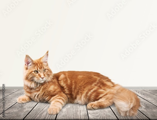 Cute young smart cat pet posing
