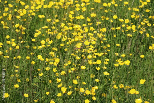 Meadow with lots of yellow buttercups in spring, Sweden