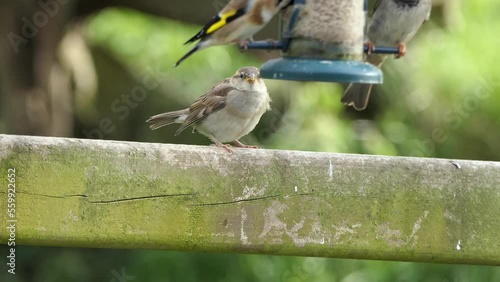 House Sparrow feeding from bird table with blue background for copy text photo