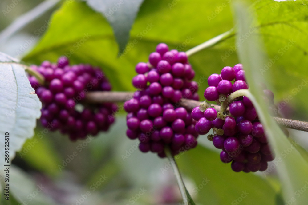 bunch of wild berries bunch of wild berries