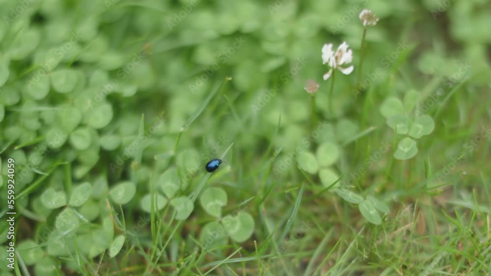 black bug moving on green grass blade among clover trefoil cloverleaf leaves. fresh green grass, white clover flower blooming with black insect crawling. selective focus shot black bug moving on green grass blade among clover trefoil cloverleaf leaves. fresh green grass, white clover flower blooming with black insect crawling. selective focus shot