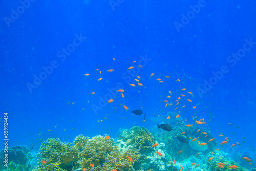 Fototapeta Naklejka Na Ścianę i Meble -  Different tropical fish at coral reef in the Red sea in Ras Mohammed national park, Sinai peninsula in Egypt