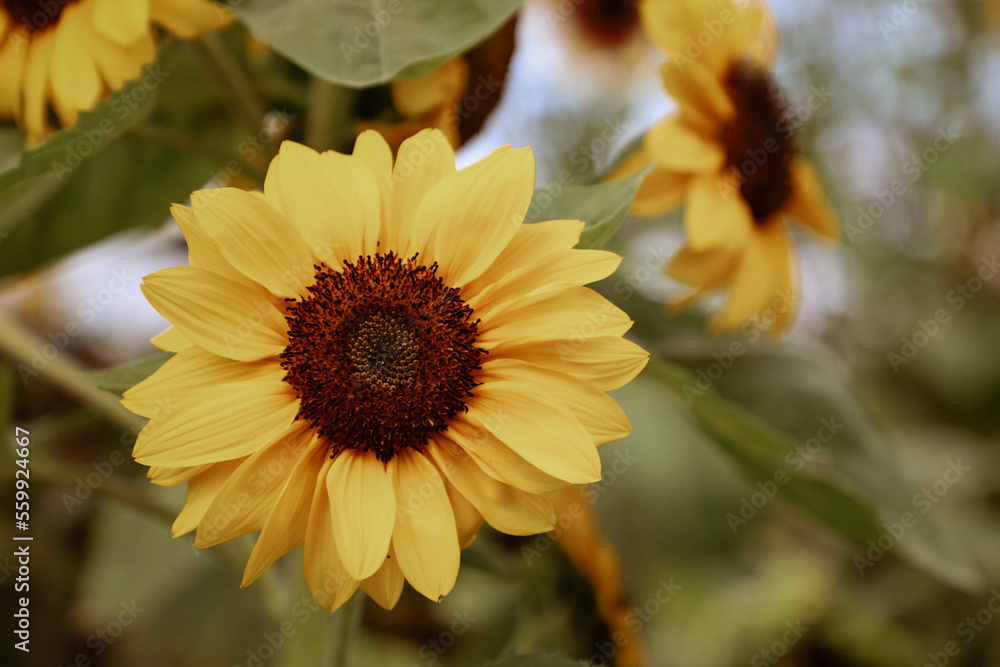 Fototapeta premium sunflower in the garden