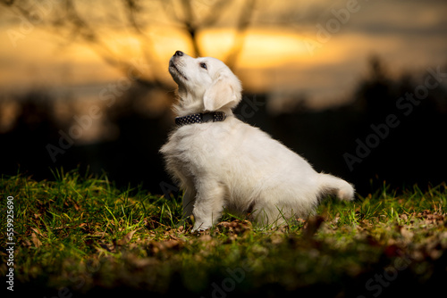 Szczenię psa Golden Retriever oczekujący na komendę, podczas spaceru na zielonej łące podczas zachodu słońca