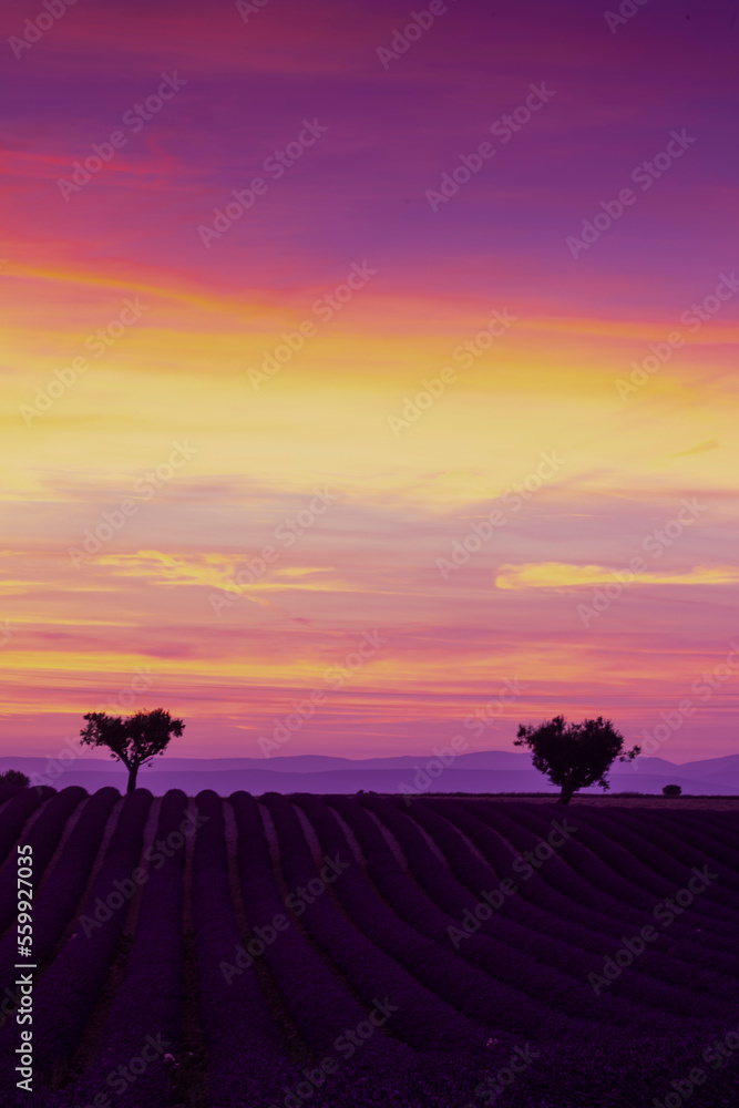 Fototapeta premium sunset in Provence. Lavender field