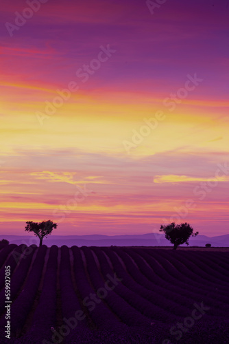 sunset in Provence. Lavender field