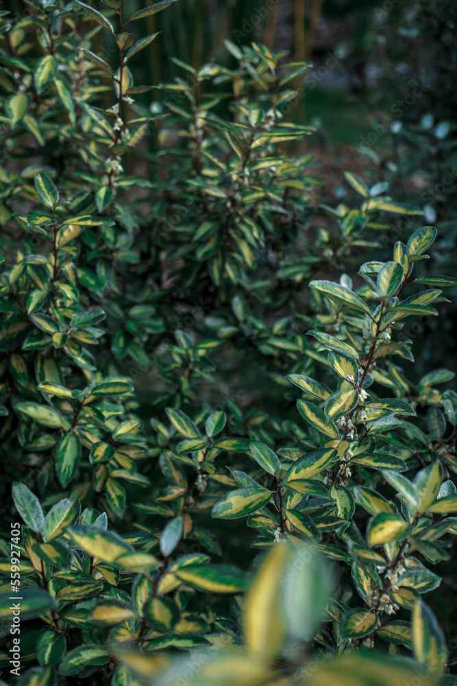 Close-up photo of a green wild forest plant Close-up photo of a green wild forest plant