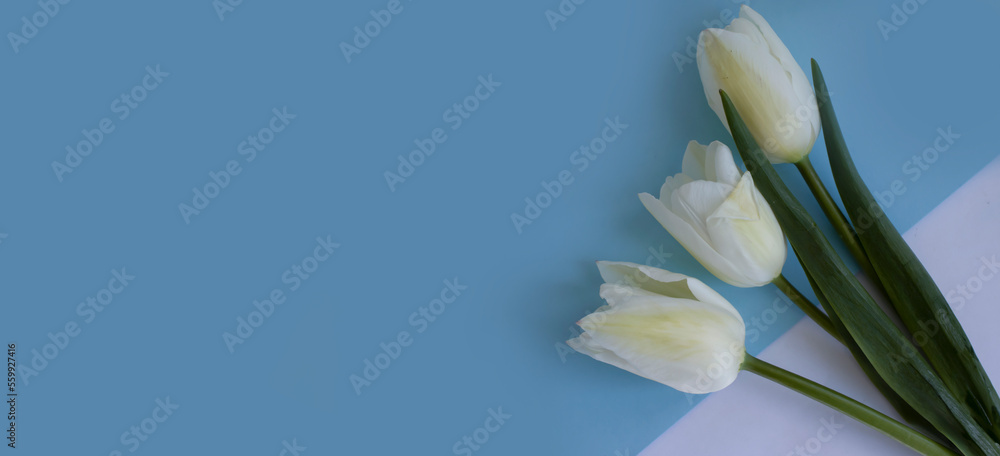 Obraz premium Tulip bouquet on a colored background