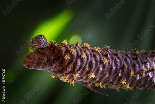 Giant bronze gecko (Ailuronyx trachygaster) pollinating the flowers of Coco de Mer catkin on Praslin island in Seychelles photo