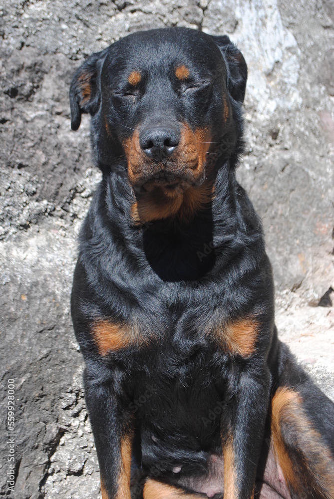 Fototapeta premium dog portrait