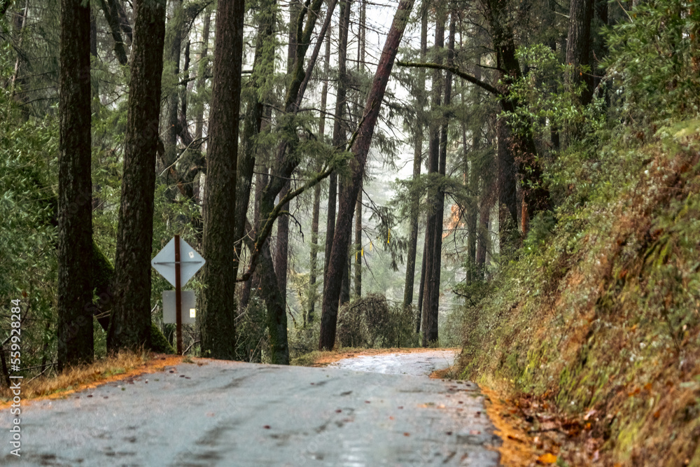 Obraz premium path in the woods