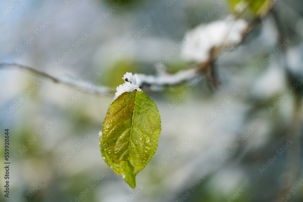 Frozen snow on tree branch in winter season Frozen snow on tree branch in winter season