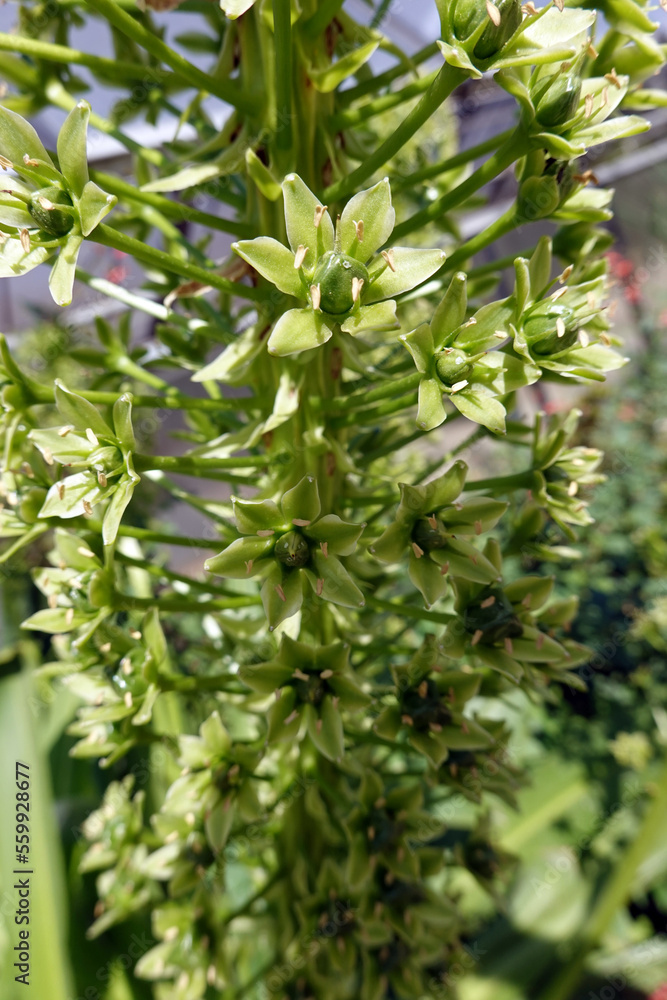 Obraz premium Schopflilie, auch Ananaslilie (Eucomis pole-evansii)