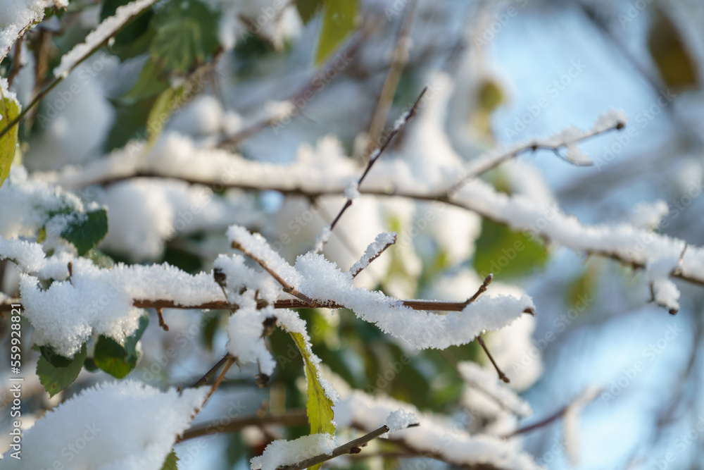 Green leaves covered with snow on a sunny winter day Green leaves covered with snow on a sunny winter day