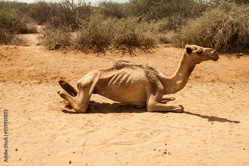 An exhausted camel on the road side at North Horr Marsabit County, Kenya photo