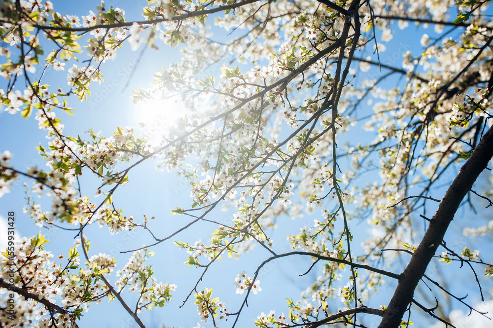 Obraz premium Flowering cherry in spring time against the blue sky on a sunny day. Large branches with open pistils. White flower, the onset of heat. Nature photography and landscape.