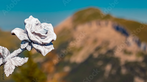 Details of a beautiful stone rose at the famous Walmendinger Horn summit, Kleinwalsertal valley, Mittelberg, Vorarlberg, Austria