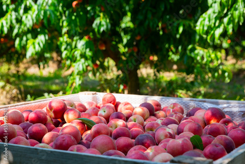 Rich farm harvest. Closeup of freshly harvested ripe peaches in large wooden box in fruit garden