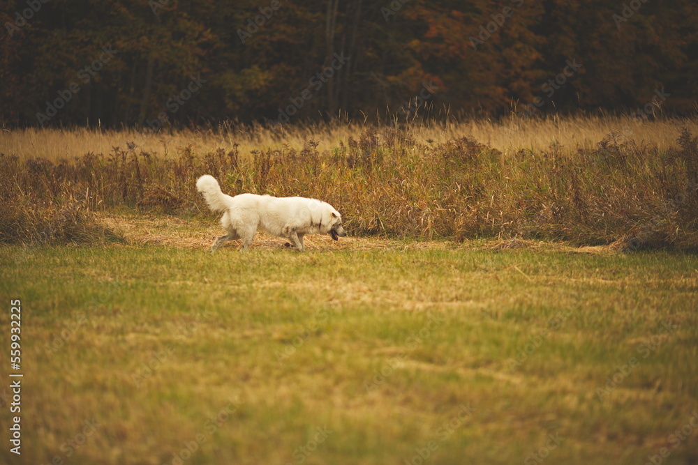 Obraz premium A maremma sheepdog on a farm in Ontario, Canada.