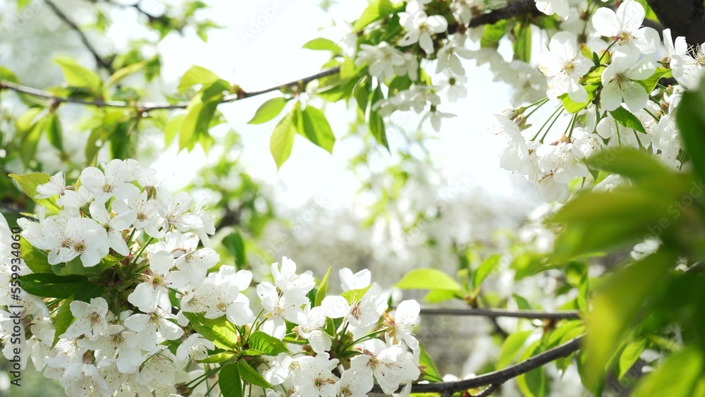 Blooming cherry in spring. White flower petals of a fruit tree on swaying branches in the background of a garden